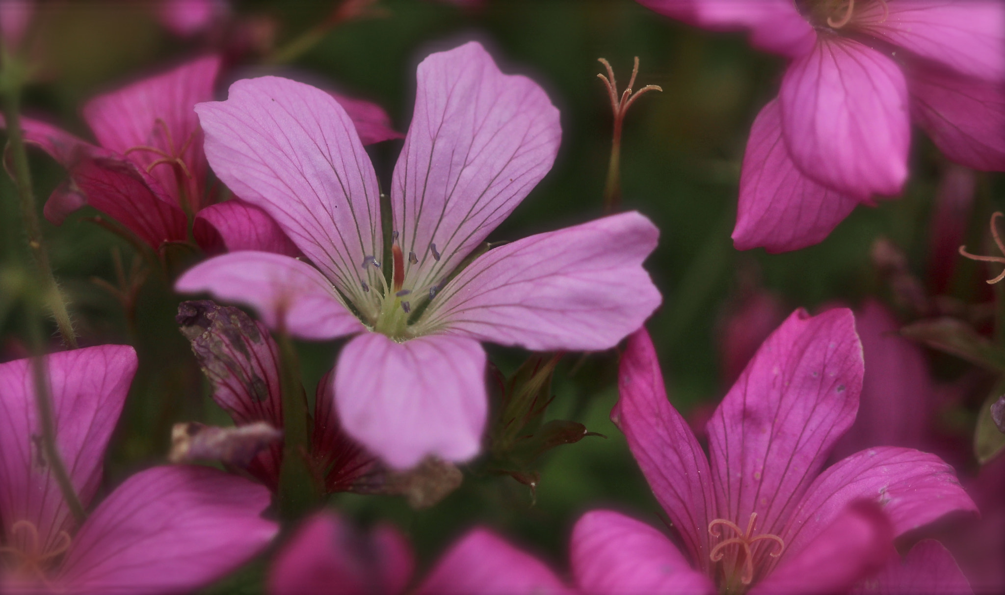 Canon EF 100mm F2.8 Macro USM sample photo. Paler shade of pink photography