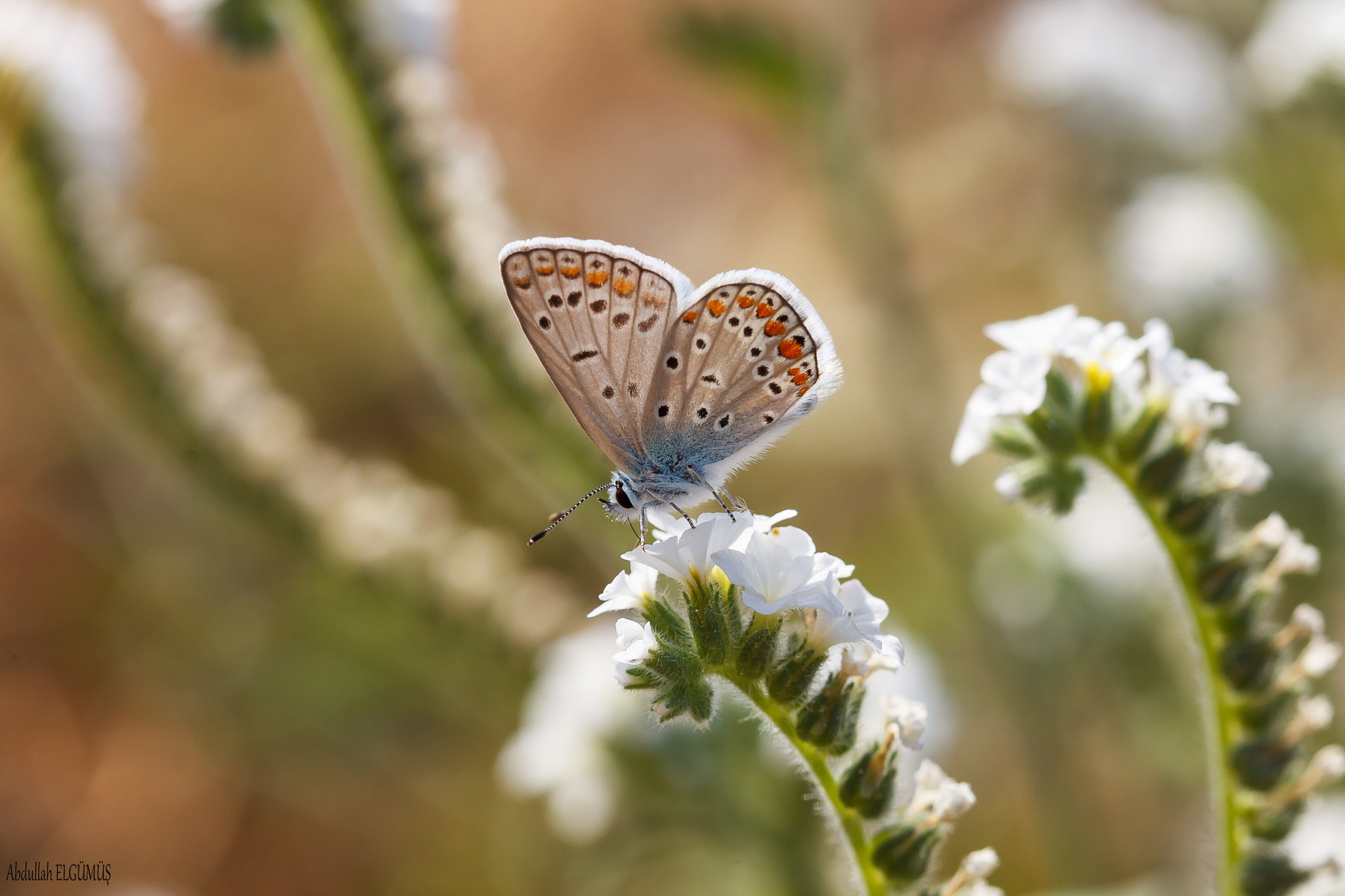 Canon EF 100mm F2.8 Macro USM sample photo. Polyommatus icarus / Çokgözlü mavi photography