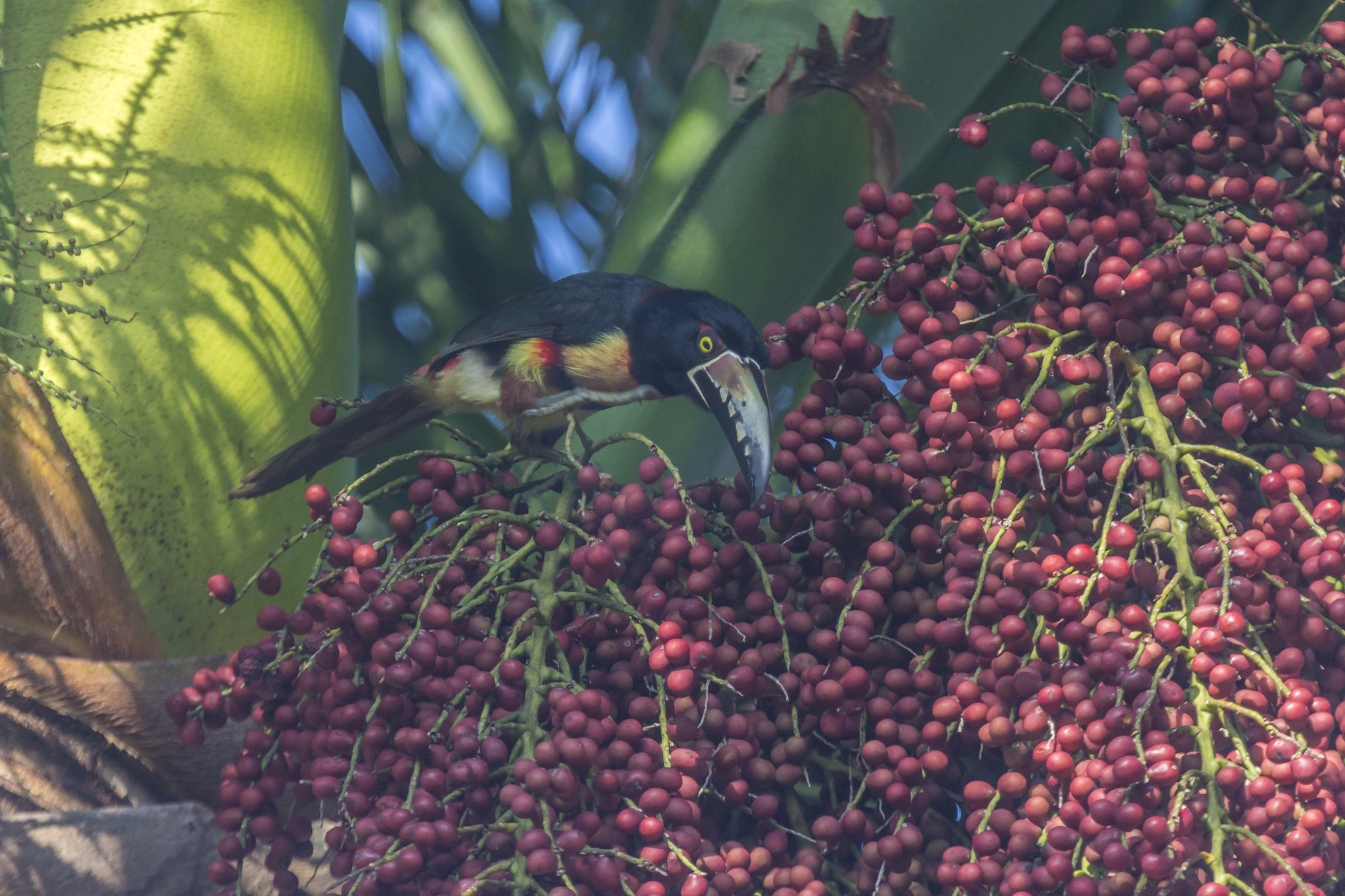 Canon EF 100-400mm F4.5-5.6L IS USM sample photo. Tukano photography