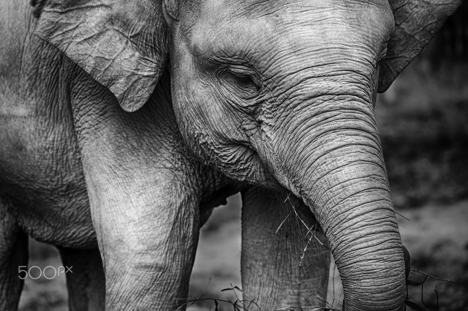 Nikon D40 + Nikon AF-S Micro-Nikkor 105mm F2.8G IF-ED VR sample photo. Baby elephant 2 photography