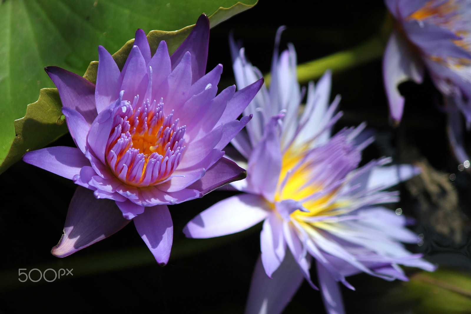 Canon EF-S 55-250mm F4-5.6 IS sample photo. Blue water lily photography
