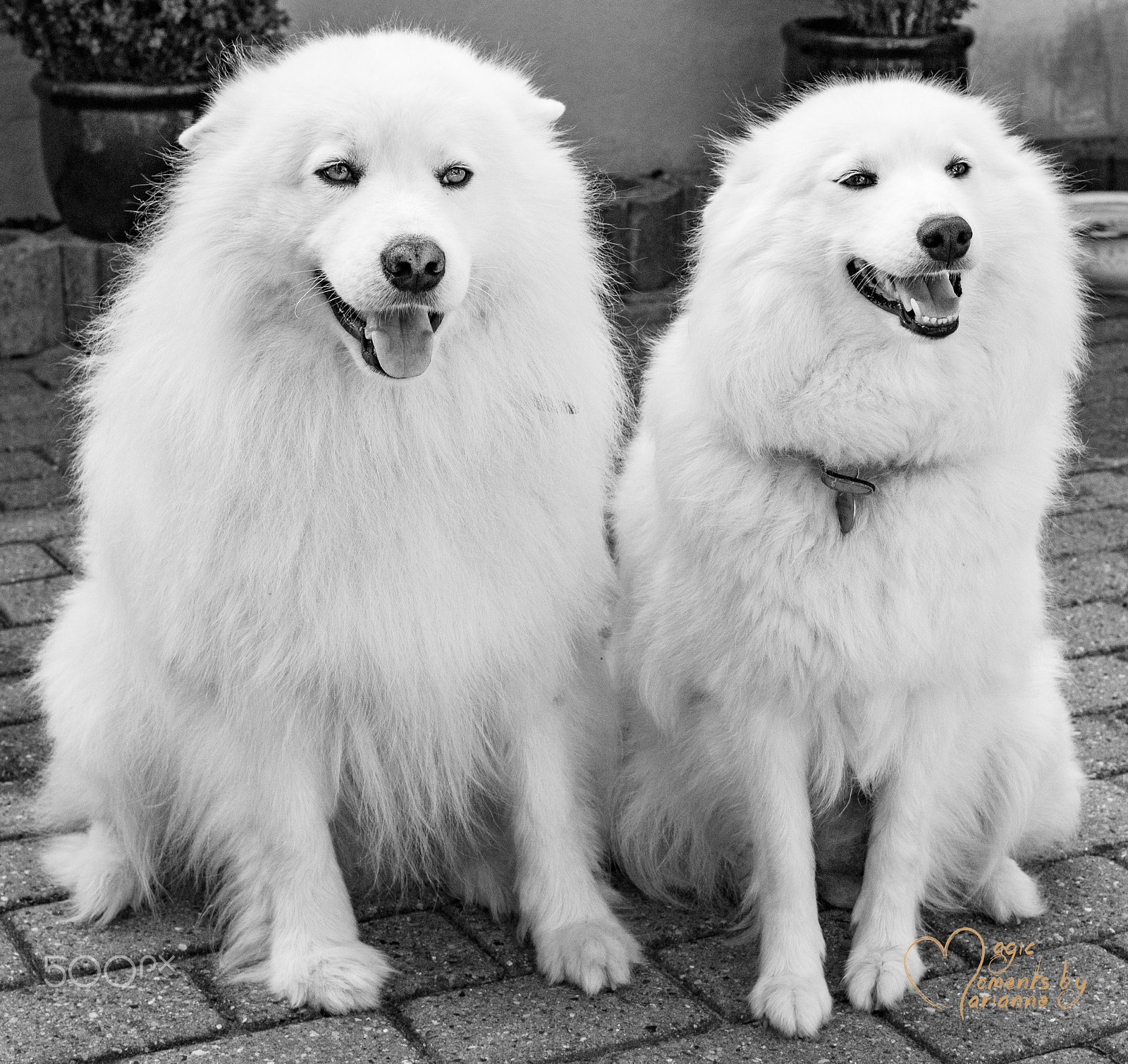 Tamron SP 35mm F1.8 Di VC USD sample photo. White puppies photography