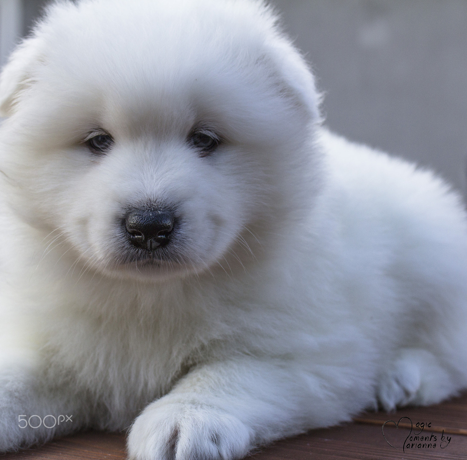 Tamron SP 35mm F1.8 Di VC USD sample photo. White puppies photography