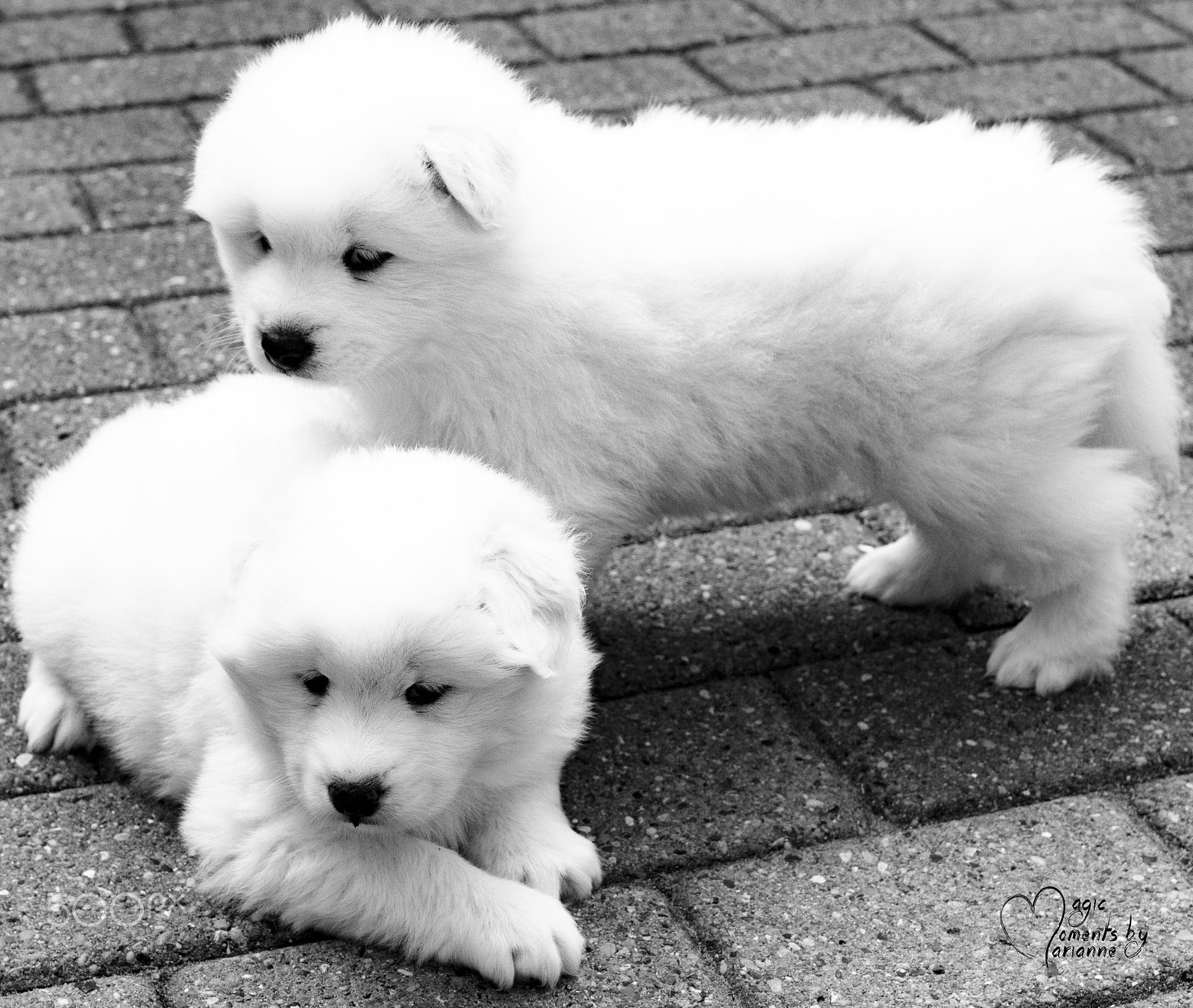 Tamron SP 35mm F1.8 Di VC USD sample photo. White puppies photography