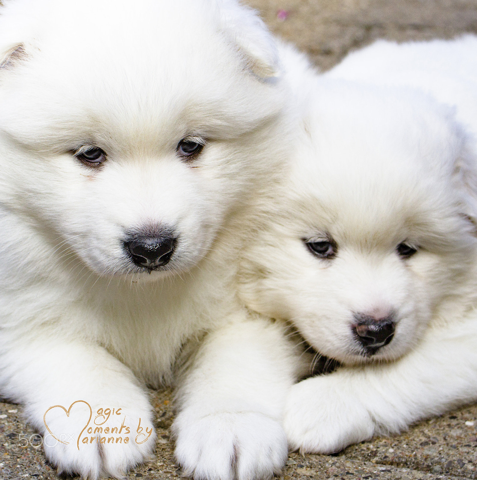 Tamron SP 35mm F1.8 Di VC USD sample photo. White puppies photography