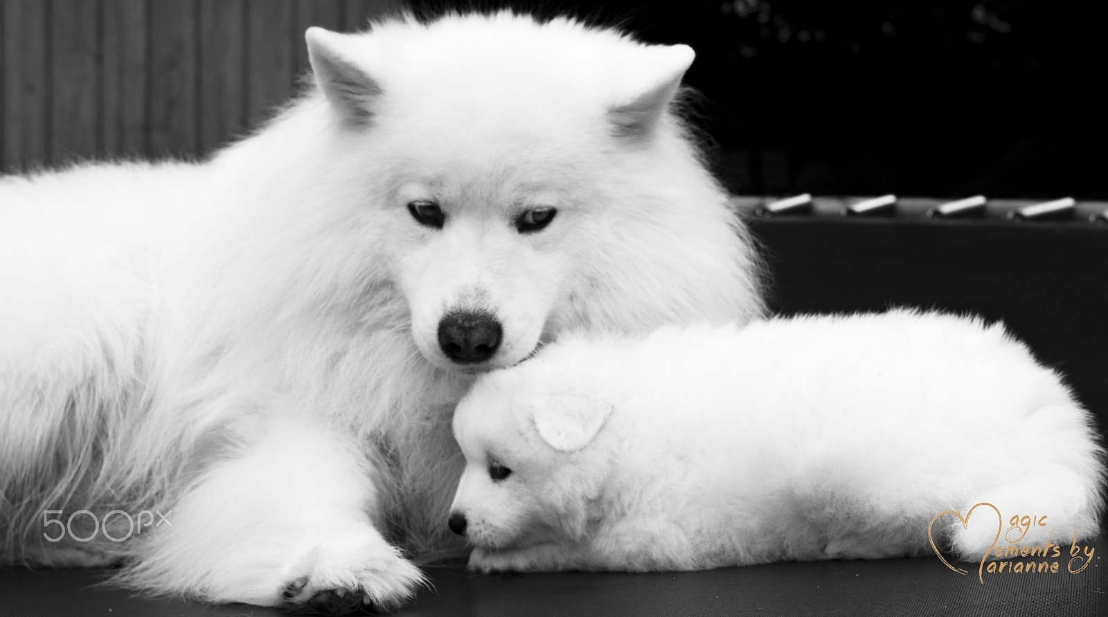Tamron SP 35mm F1.8 Di VC USD sample photo. White puppies photography