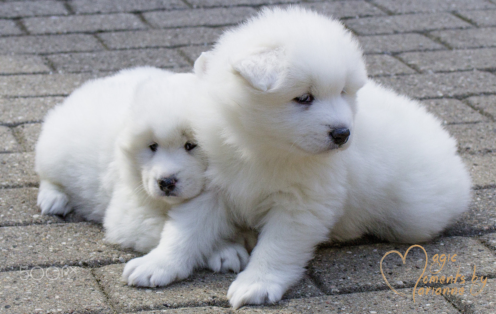 Tamron SP 35mm F1.8 Di VC USD sample photo. White puppies photography