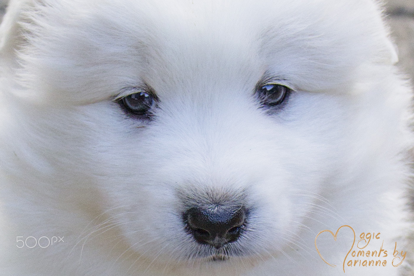 Tamron SP 35mm F1.8 Di VC USD sample photo. White puppies photography