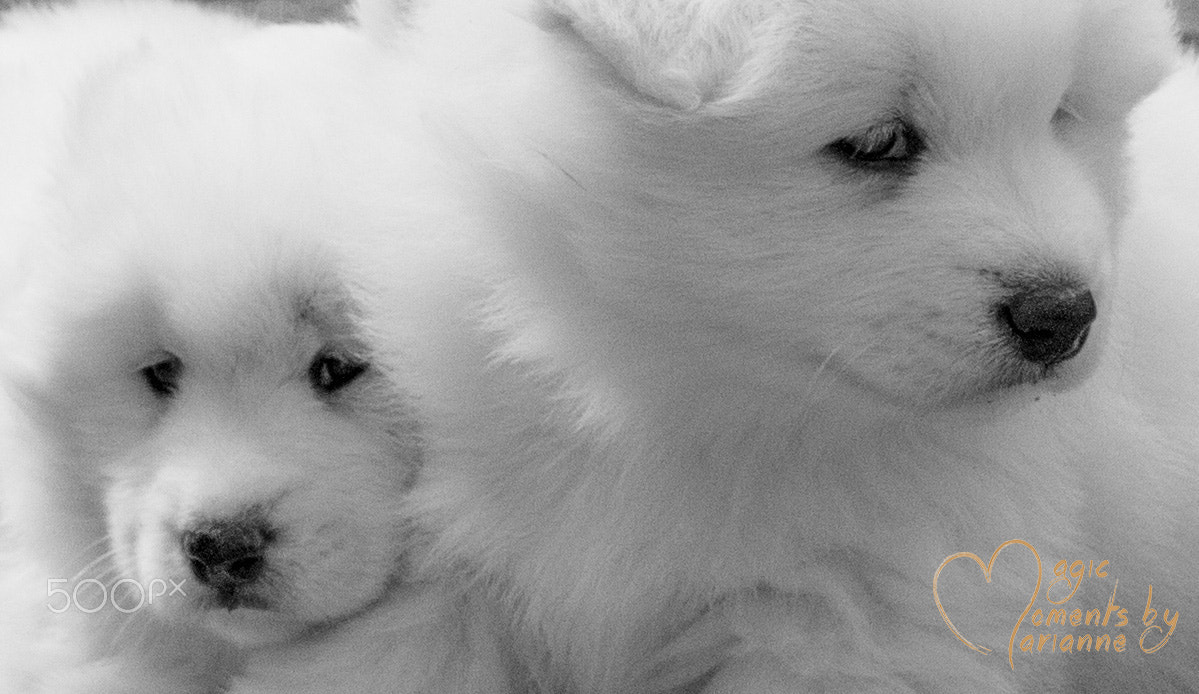 Tamron SP 35mm F1.8 Di VC USD sample photo. White puppies photography