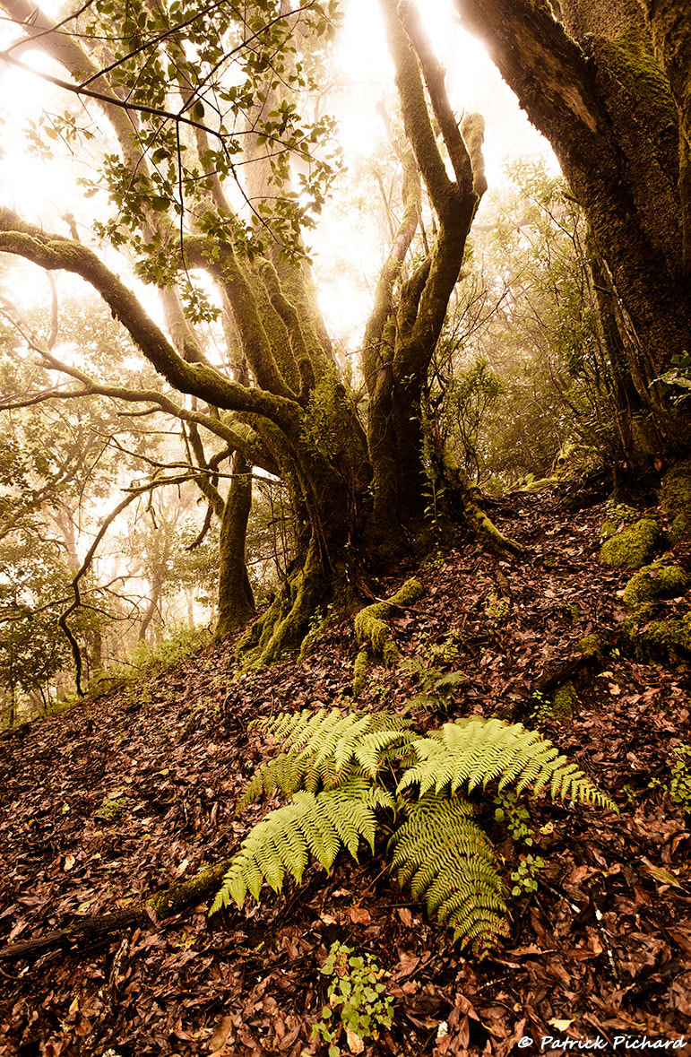 Nikon D810 + Nikon AF Nikkor 20mm F2.8D sample photo. Tropical forest in canarias photography