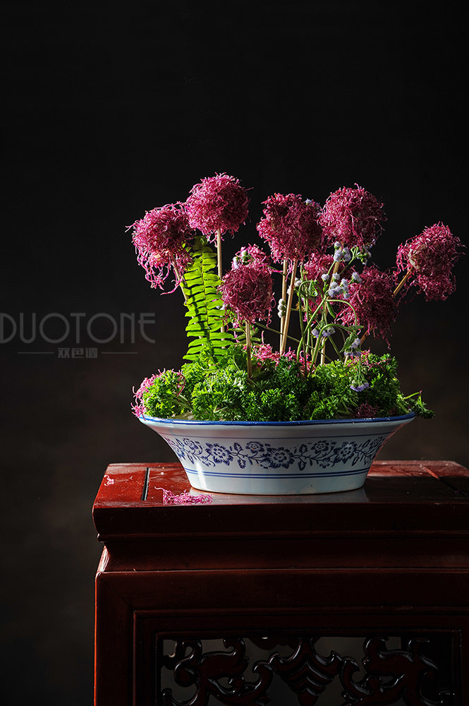 Nikon D3 sample photo. Flower photography