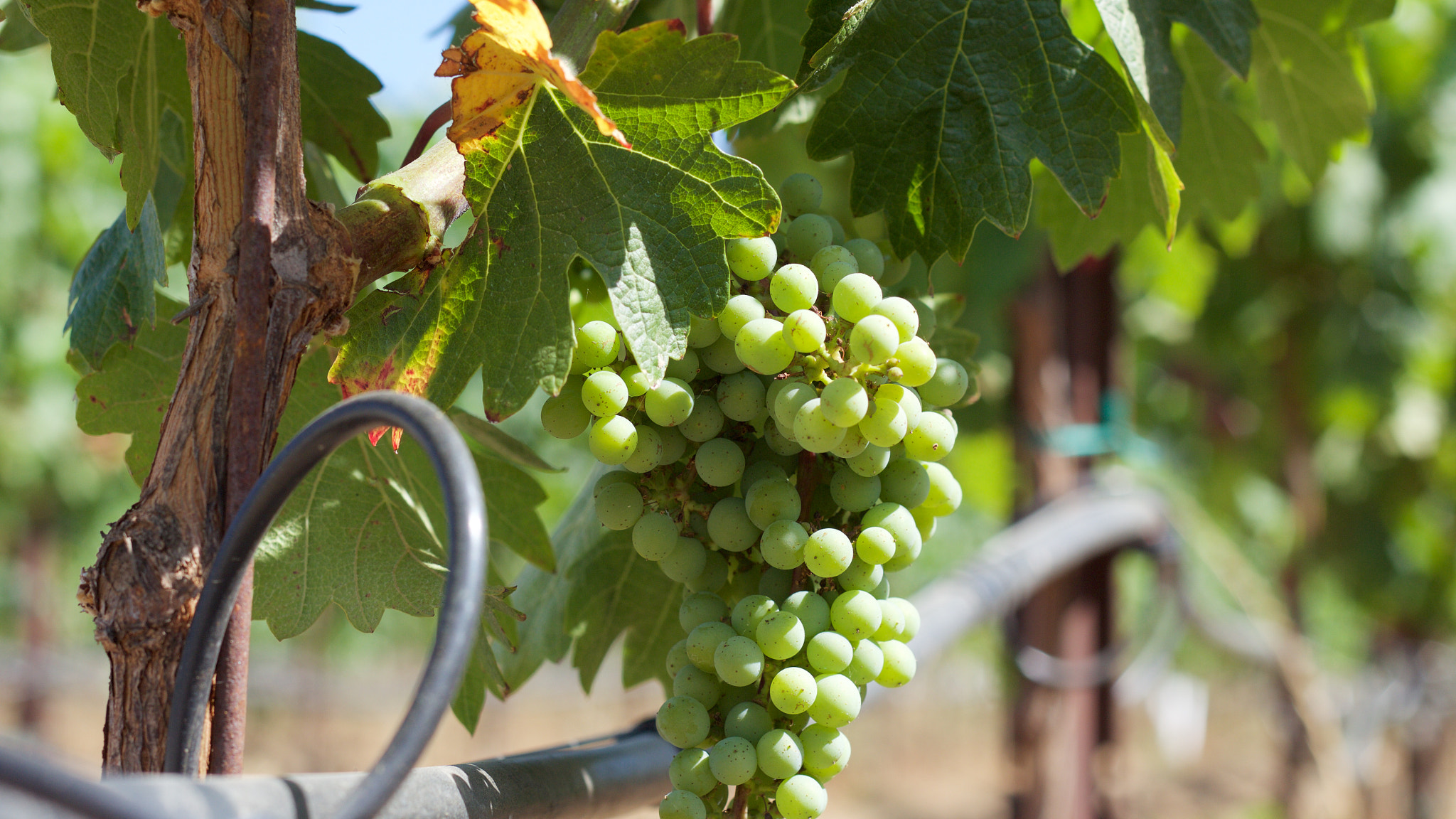 Canon EOS M + Canon EF 50mm F1.8 II sample photo. Look at this grape cluster. photography