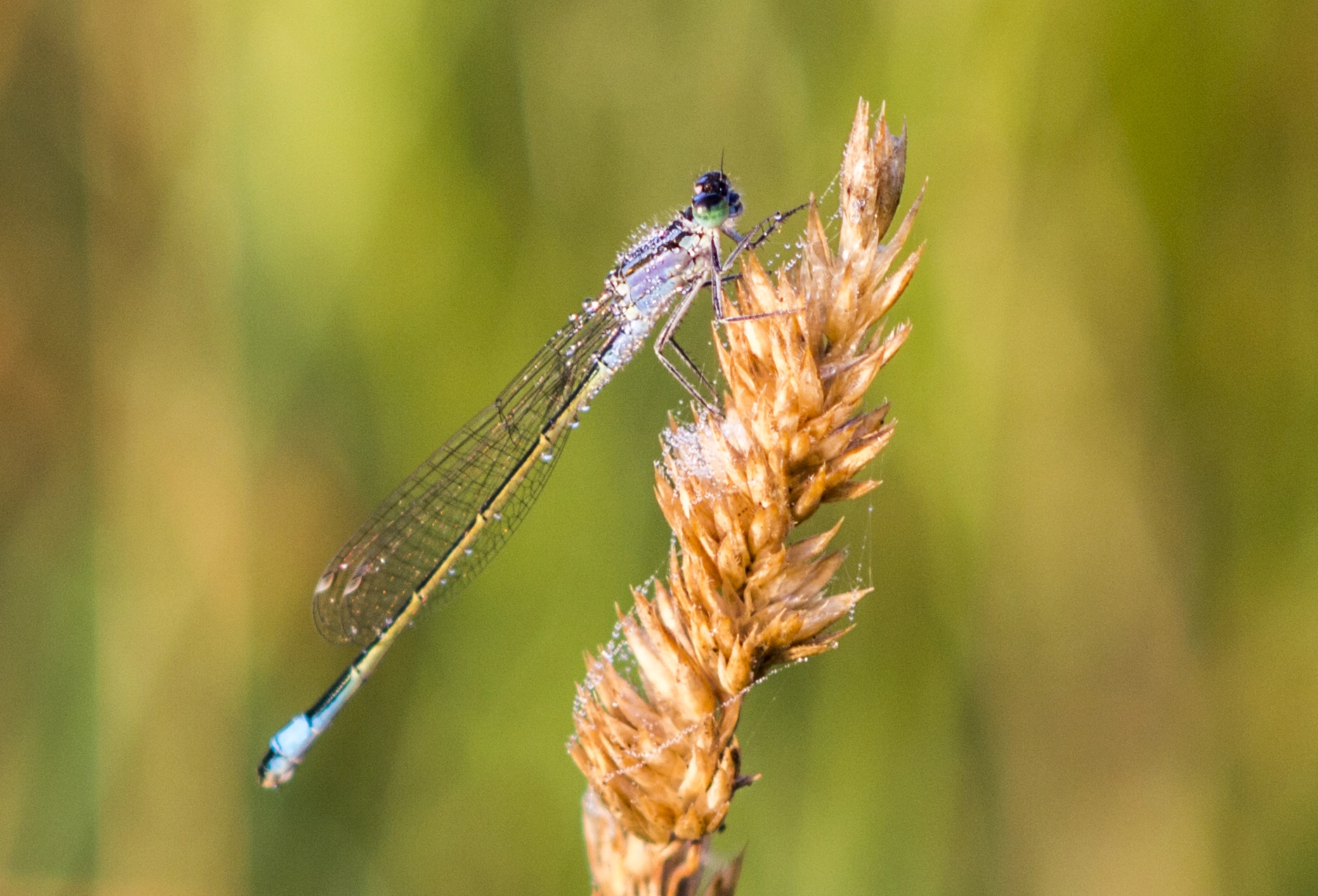 Nikon D3200 + Nikon AF-S Nikkor 85mm F1.8G sample photo. Dragonfly photography