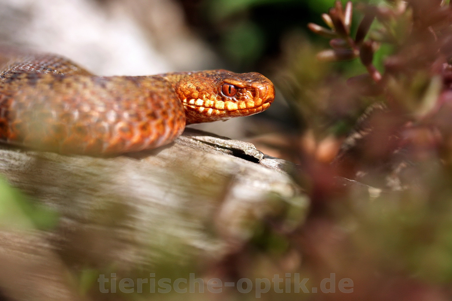 Canon EF-S 60mm F2.8 Macro USM sample photo. Kreuzotter (vipera berus) photography