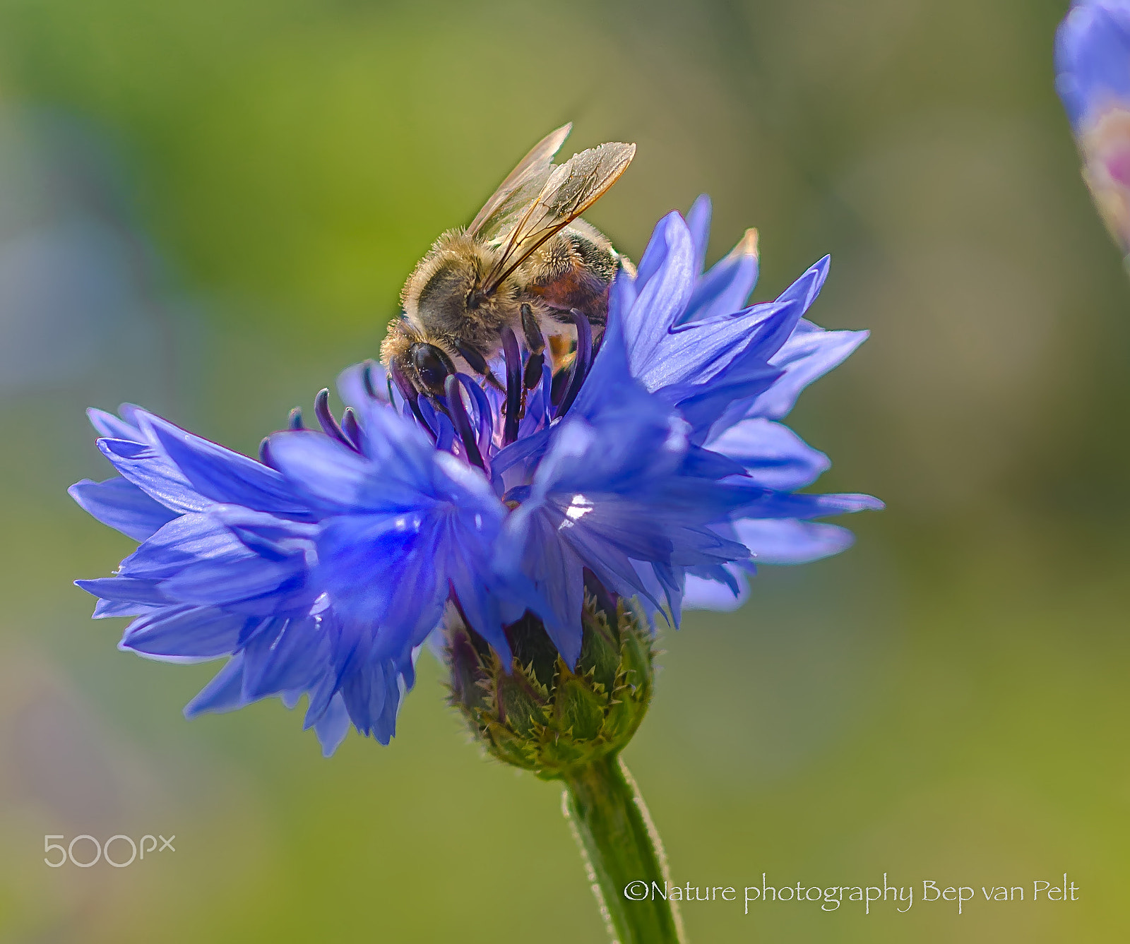 Nikon D7000 + Sigma 50mm F2.8 EX DG Macro sample photo. Cornflower with honey bee photography
