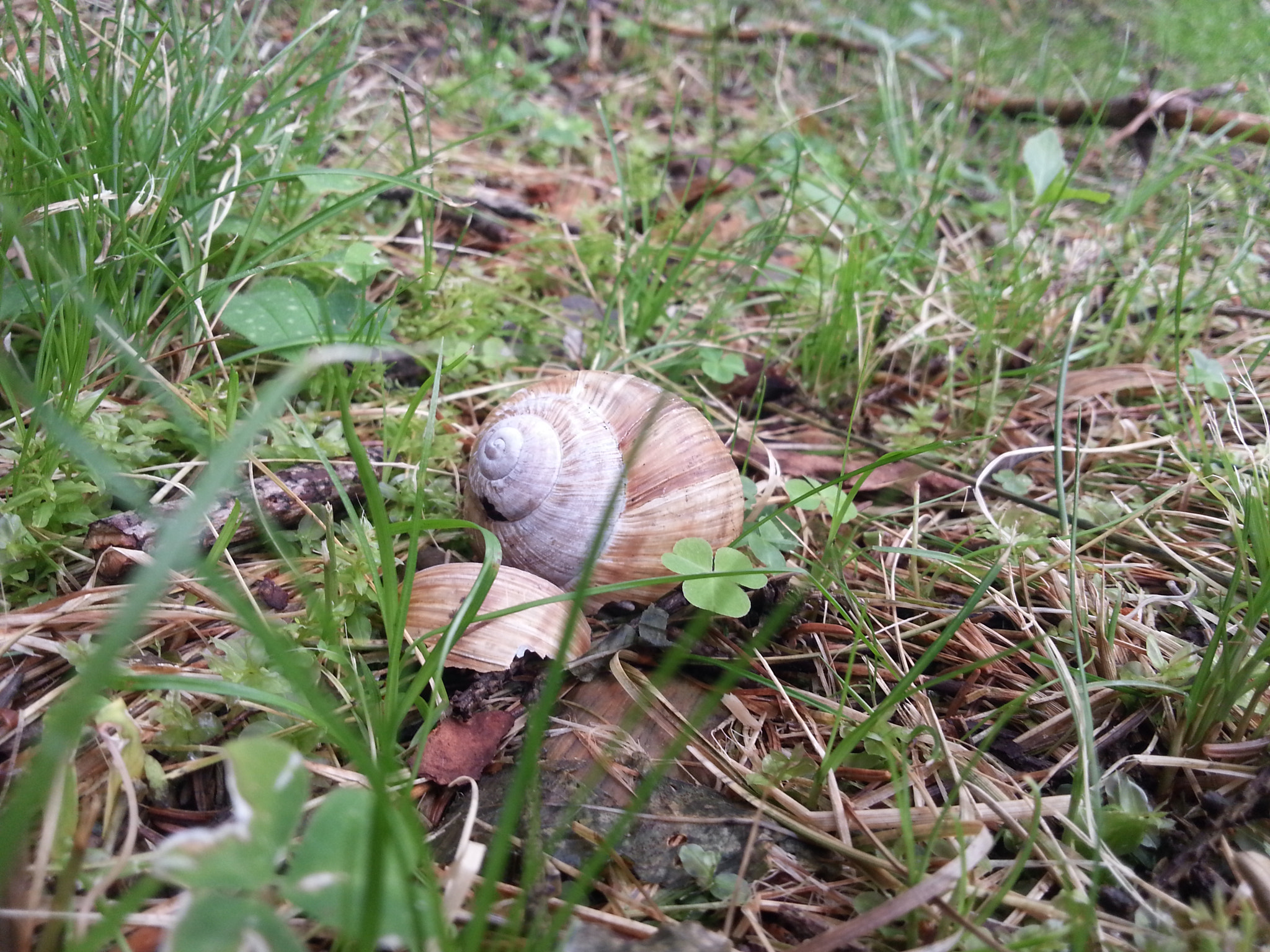 Samsung GT-I8750 sample photo. Snail shell photography