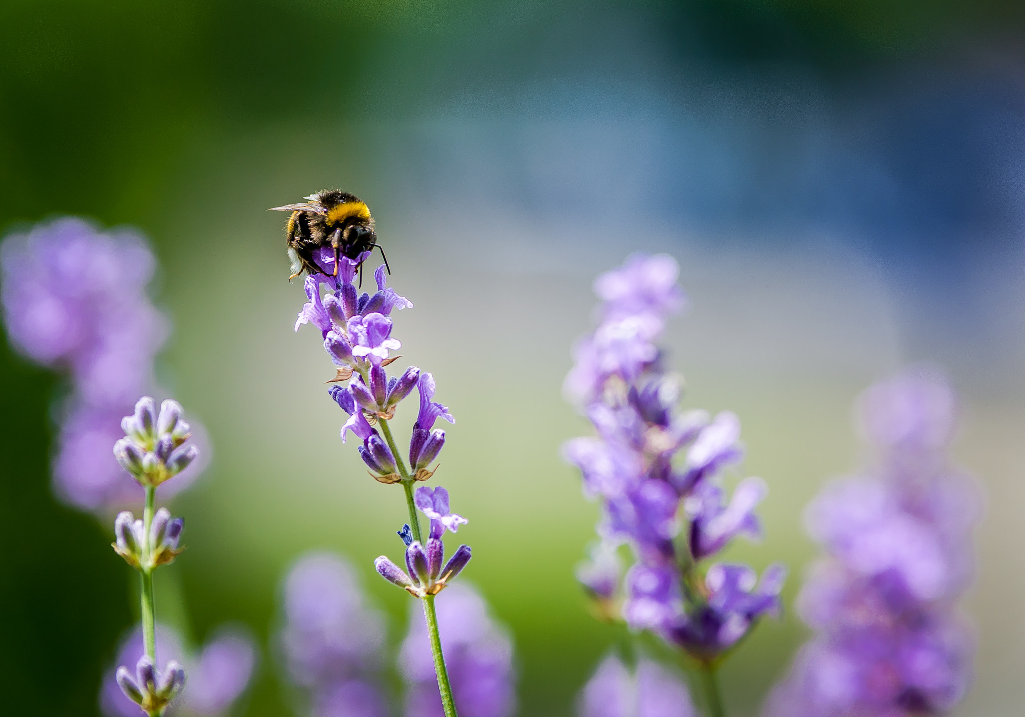 Sigma 70-200mm F2.8 EX DG OS HSM sample photo. Bumblebee at work photography