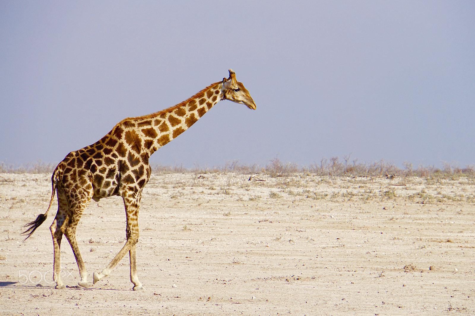 Sony E 18-200mm F3.5-6.3 sample photo. Walking giraffe photography