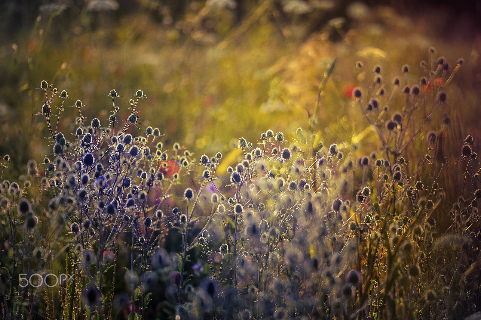 Sigma 105mm F2.8 EX DG OS HSM sample photo. Sunrise over the meadow photography