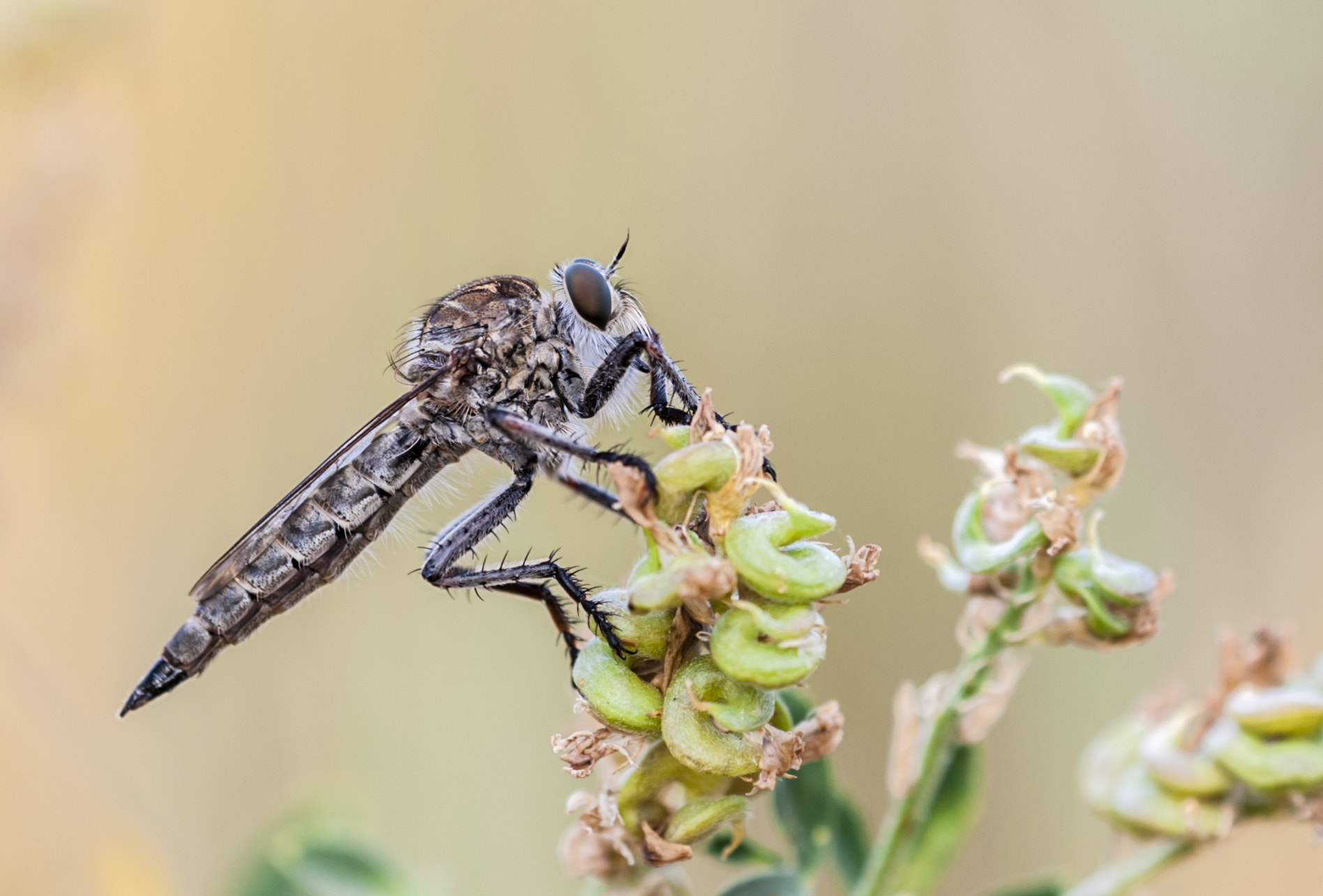 Sigma APO Macro 180mm F3.5 EX DG HSM sample photo. La mosca photography