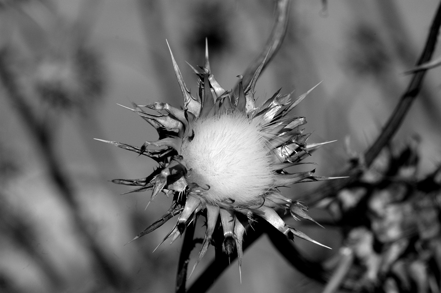 Nikon D70s + Sigma Macro 90mm F2.8 sample photo. A photography
