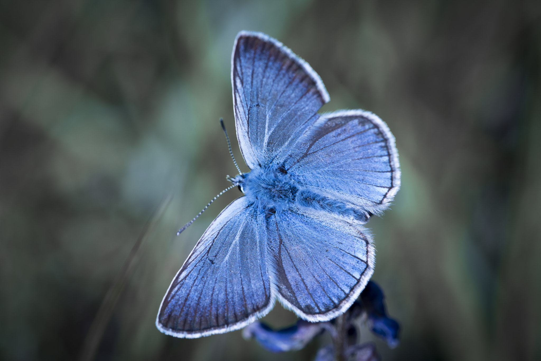 Nikon D810 + Nikon AF Micro-Nikkor 200mm F4D ED-IF sample photo. Chasing blue dreams photography