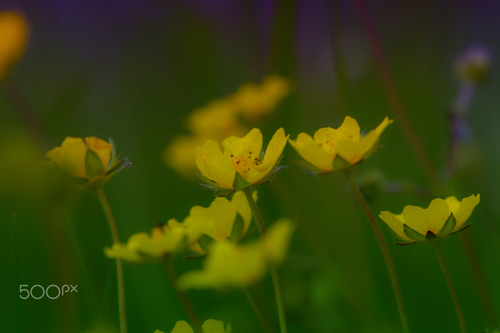 Sigma APO Macro 150mm f/2.8 EX DG HSM sample photo. Ranunculus acris photography