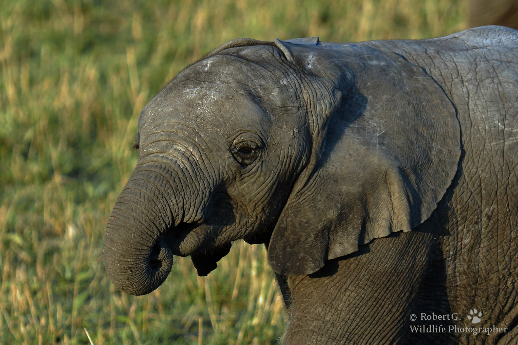 Sony SLT-A77 + Minolta/Sony AF 70-200mm F2.8 G sample photo. Young elefant photography
