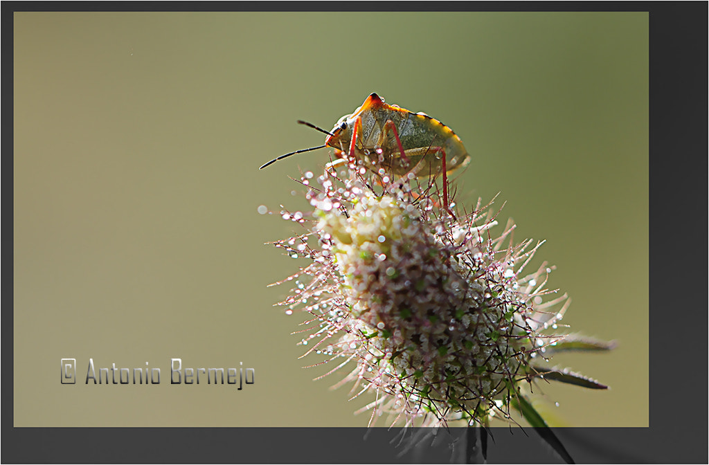 Nikon D300S sample photo. Chinche photography