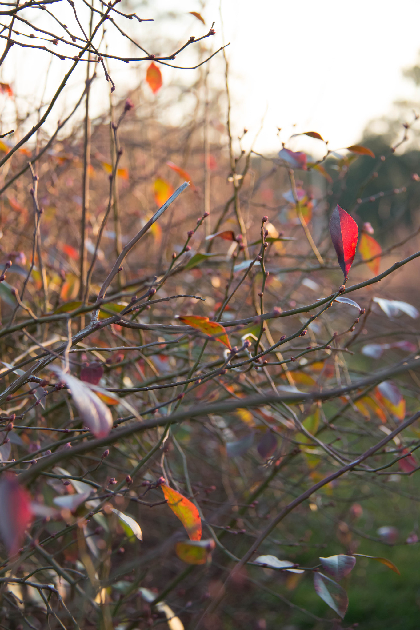 Canon EF-S 18-200mm F3.5-5.6 IS sample photo. Blueberry leaves photography
