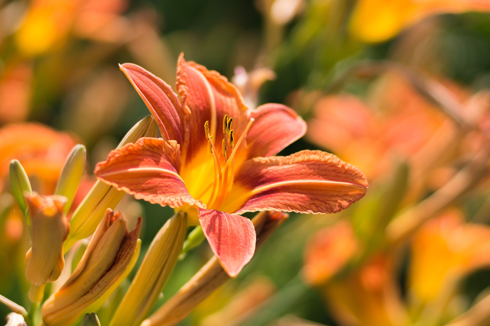 Sony Alpha NEX-6 + Sony 85mm F2.8 SAM sample photo. Lily in the summer photography