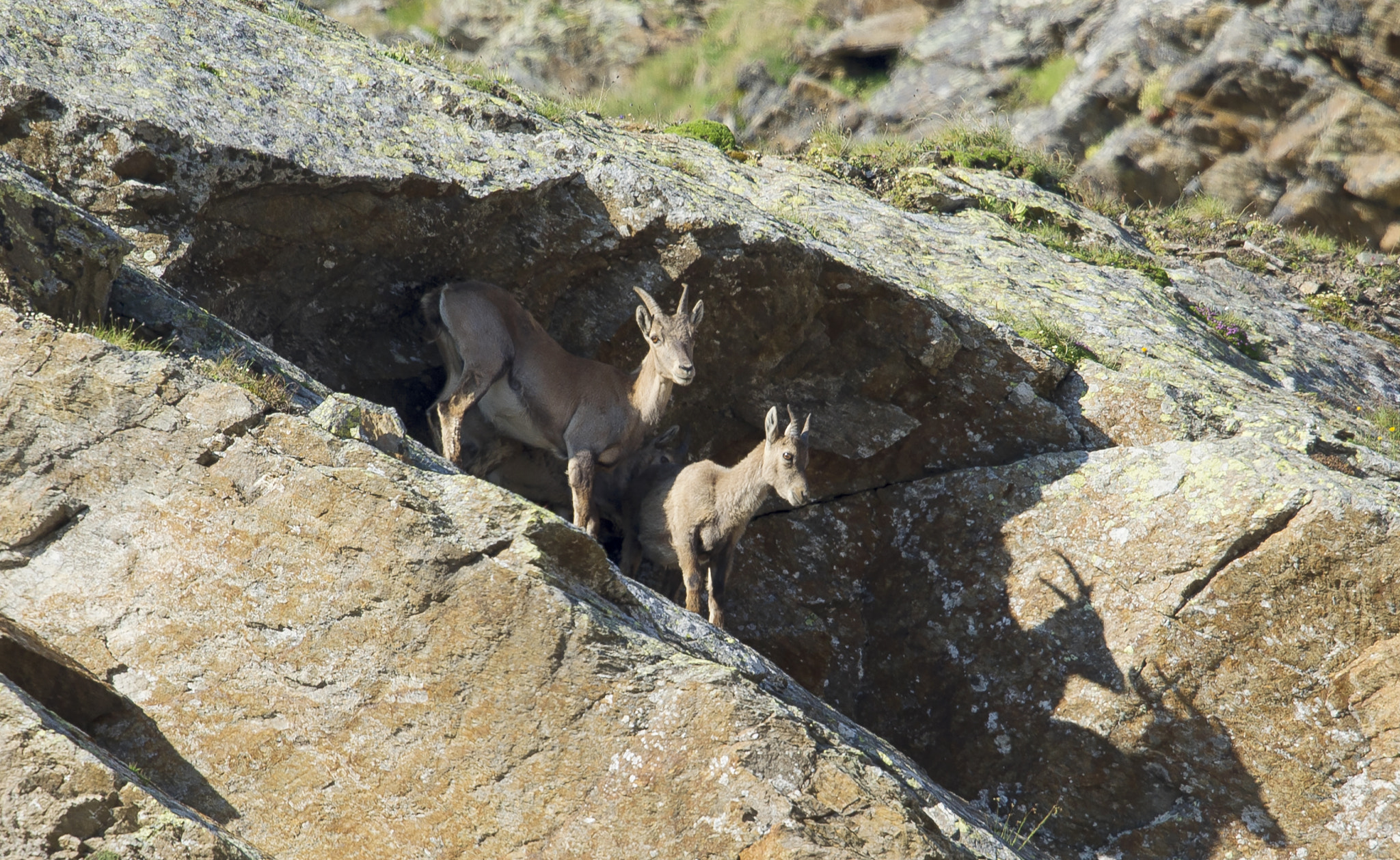 Nikon D3S + Nikon AF-S Nikkor 500mm F4G ED VR sample photo. Ibex mom photography