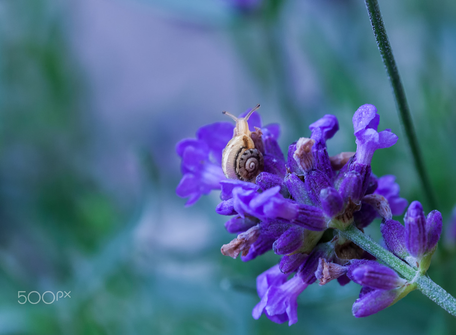 Canon EOS 5D Mark II + Tamron SP AF 90mm F2.8 Di Macro sample photo. Longing photography