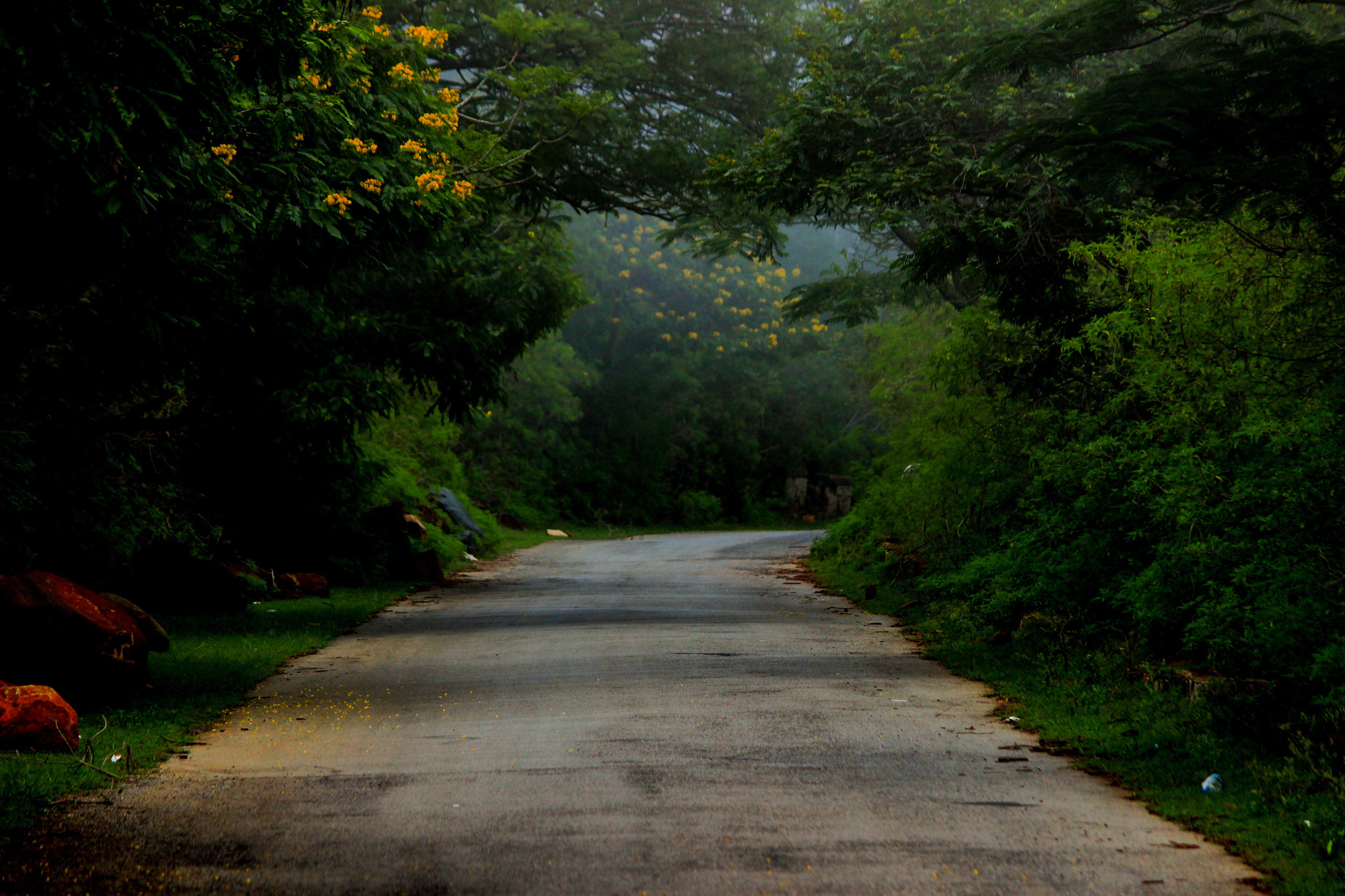 Canon EF-S 55-250mm F4-5.6 IS II sample photo. The path to peace photography