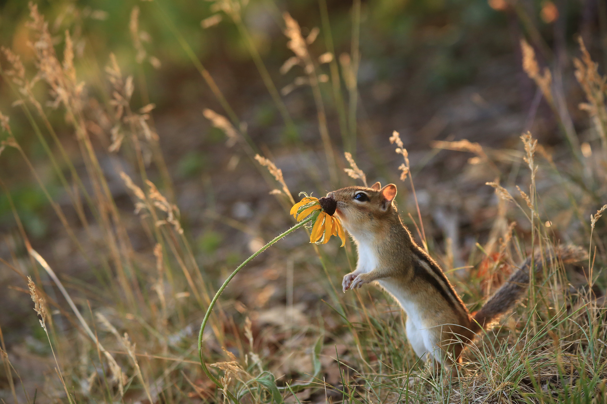Canon EF 70-300mm F4-5.6 IS USM sample photo