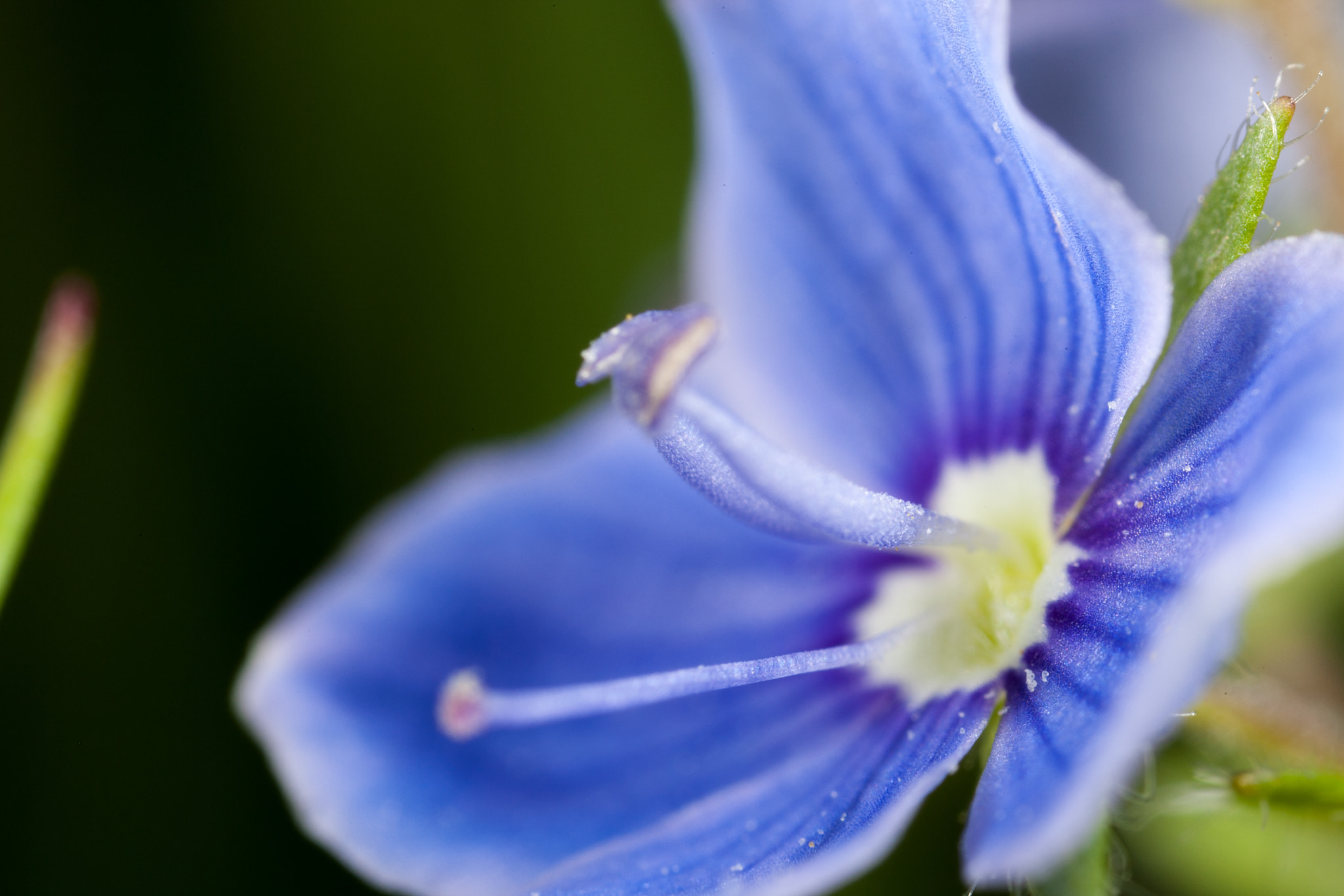 Canon EOS-1D Mark III + Canon MP-E 65mm F2.5 1-5x Macro Photo sample photo. Blue flower photography