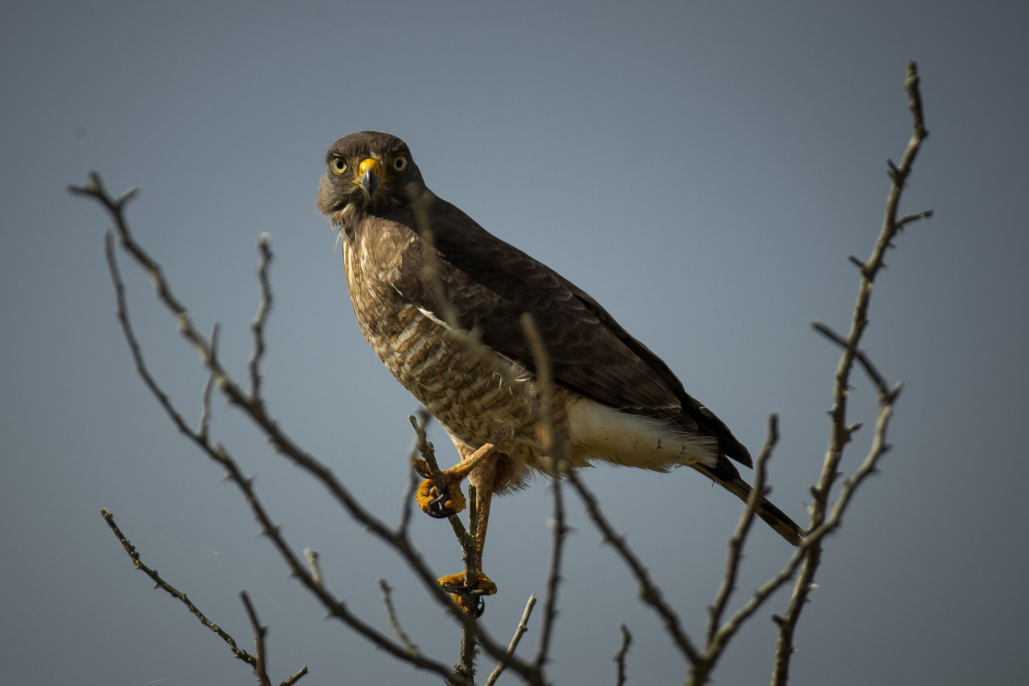 Canon EOS-1D X + Canon EF 200-400mm F4L IS USM Extender 1.4x sample photo. Attention photography