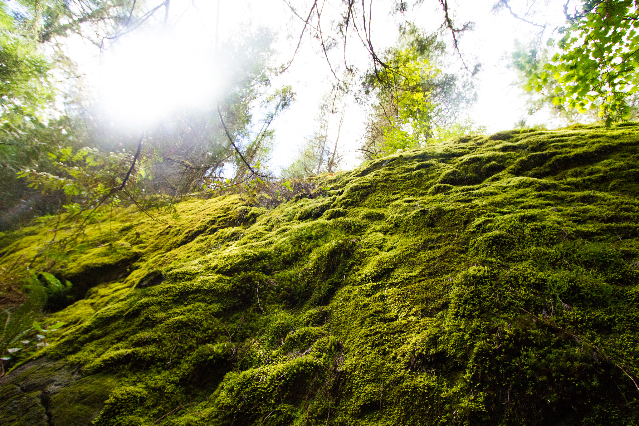 Canon EF-S 10-22mm F3.5-4.5 USM sample photo. Moss cliff photography