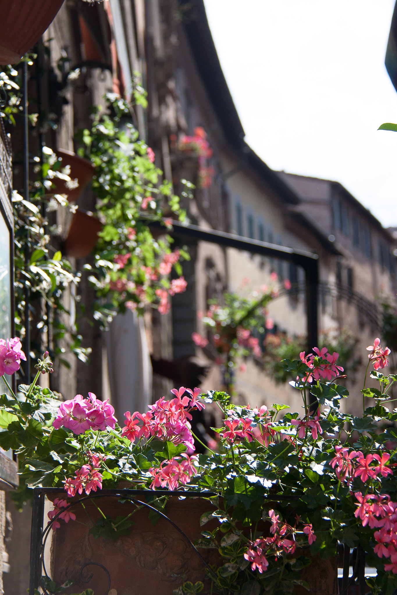 Canon EOS 1000D (EOS Digital Rebel XS / EOS Kiss F) sample photo. Flower balcony photography