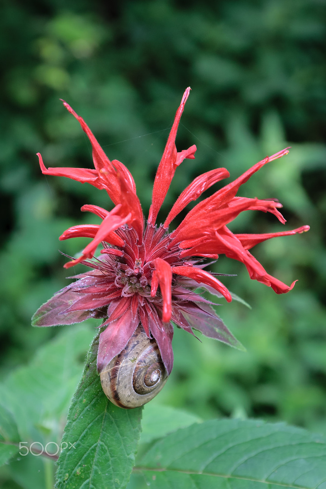 Canon EF 16-35mm F4L IS USM sample photo. Bee balm and snail photography