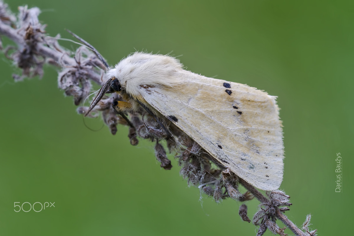 Sigma 150mm F2.8 EX DG OS Macro HSM sample photo. Moth photography