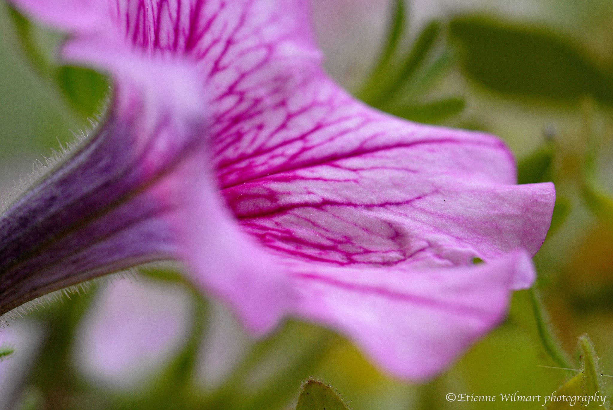 Nikon D200 sample photo. Flower surfinia photography