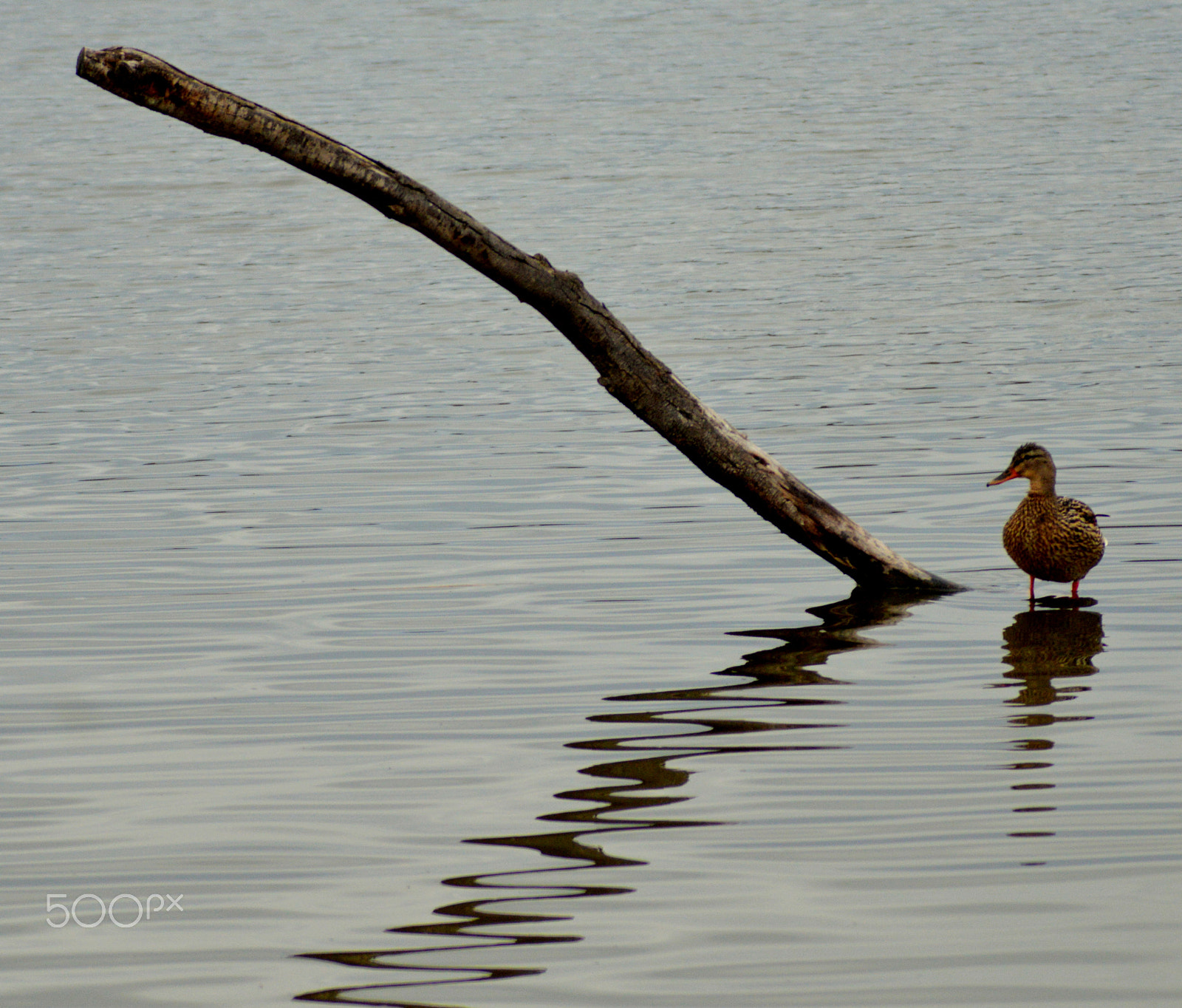 Nikon D3200 + AF Zoom-Nikkor 80-200mm f/4.5-5.6D sample photo. Zigzag photography