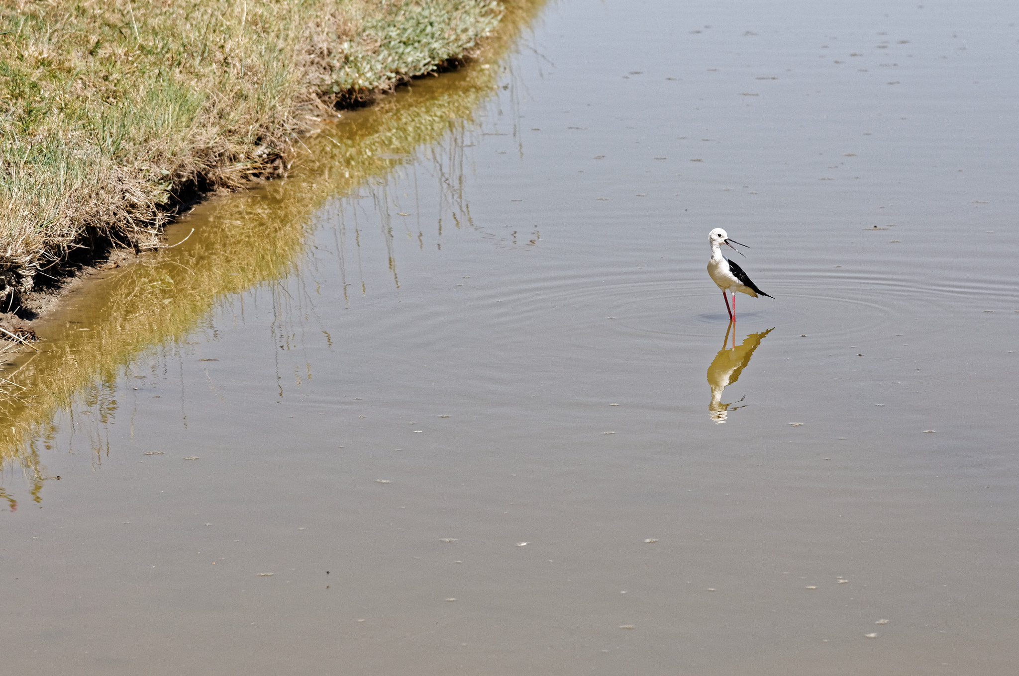 Nikon D300S sample photo. Echasse blanche dans les marais photography