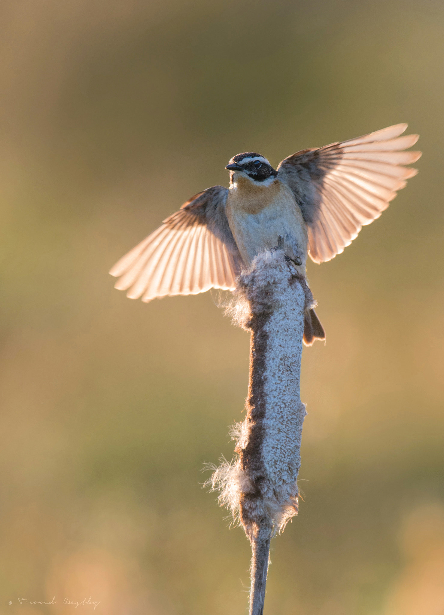 Nikon AF-S Nikkor 300mm F2.8G ED VR II sample photo. Whinchat photography