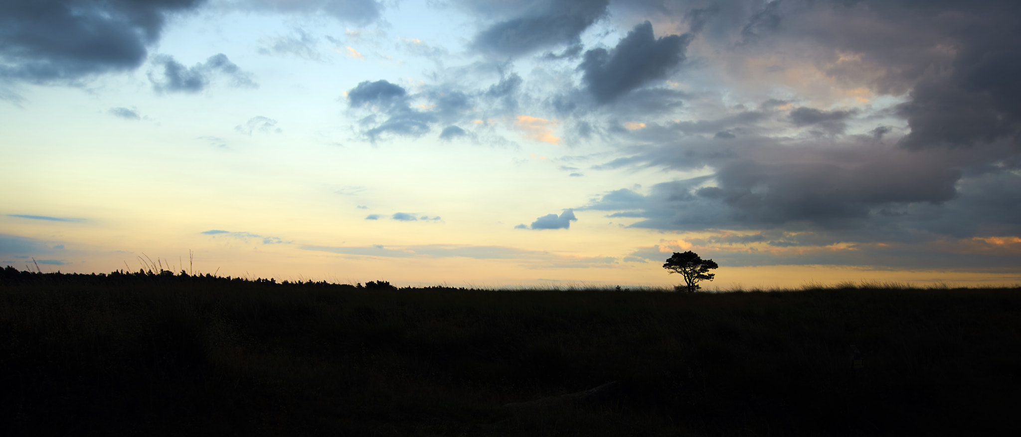 Sony ILCA-77M2 + 10-20mm F3.5 sample photo. Lonely tree at sunset photography