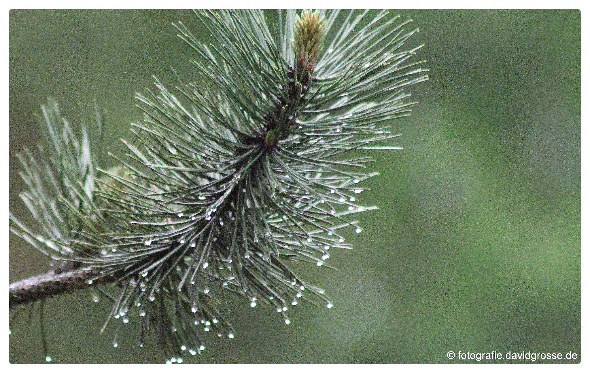 Canon EOS 700D (EOS Rebel T5i / EOS Kiss X7i) + Canon 70-300mm sample photo. After rain photography