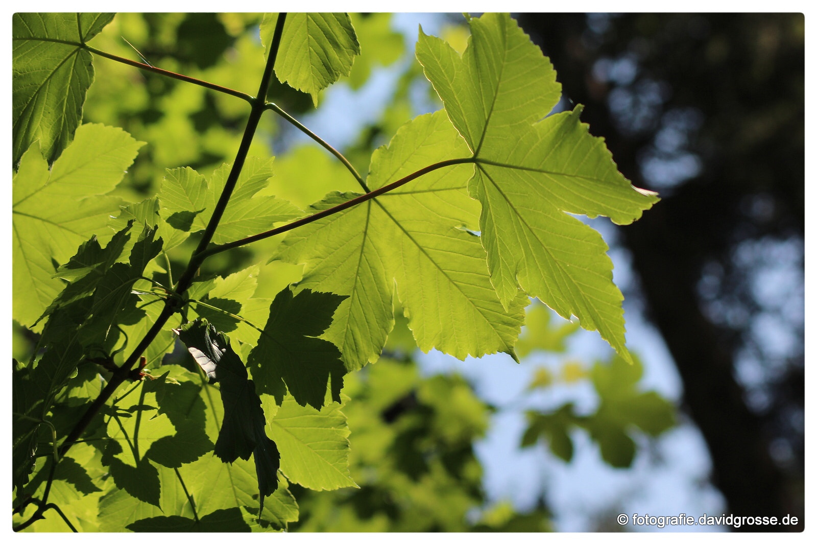 Canon EOS 700D (EOS Rebel T5i / EOS Kiss X7i) + Canon 70-300mm sample photo. Maple leaves in sun photography