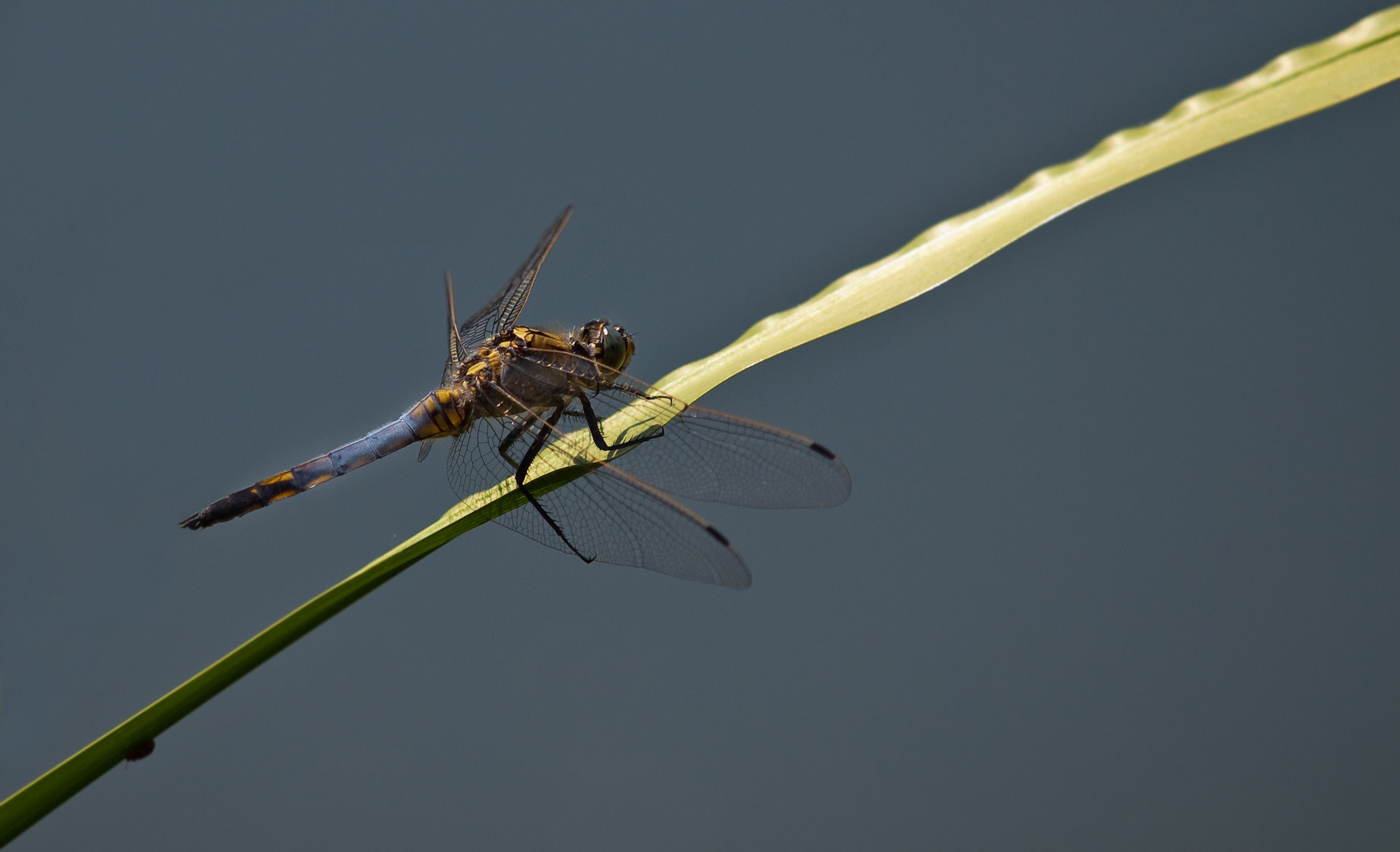 Olympus E-620 (EVOLT E-620) sample photo. Dragon-fly photography