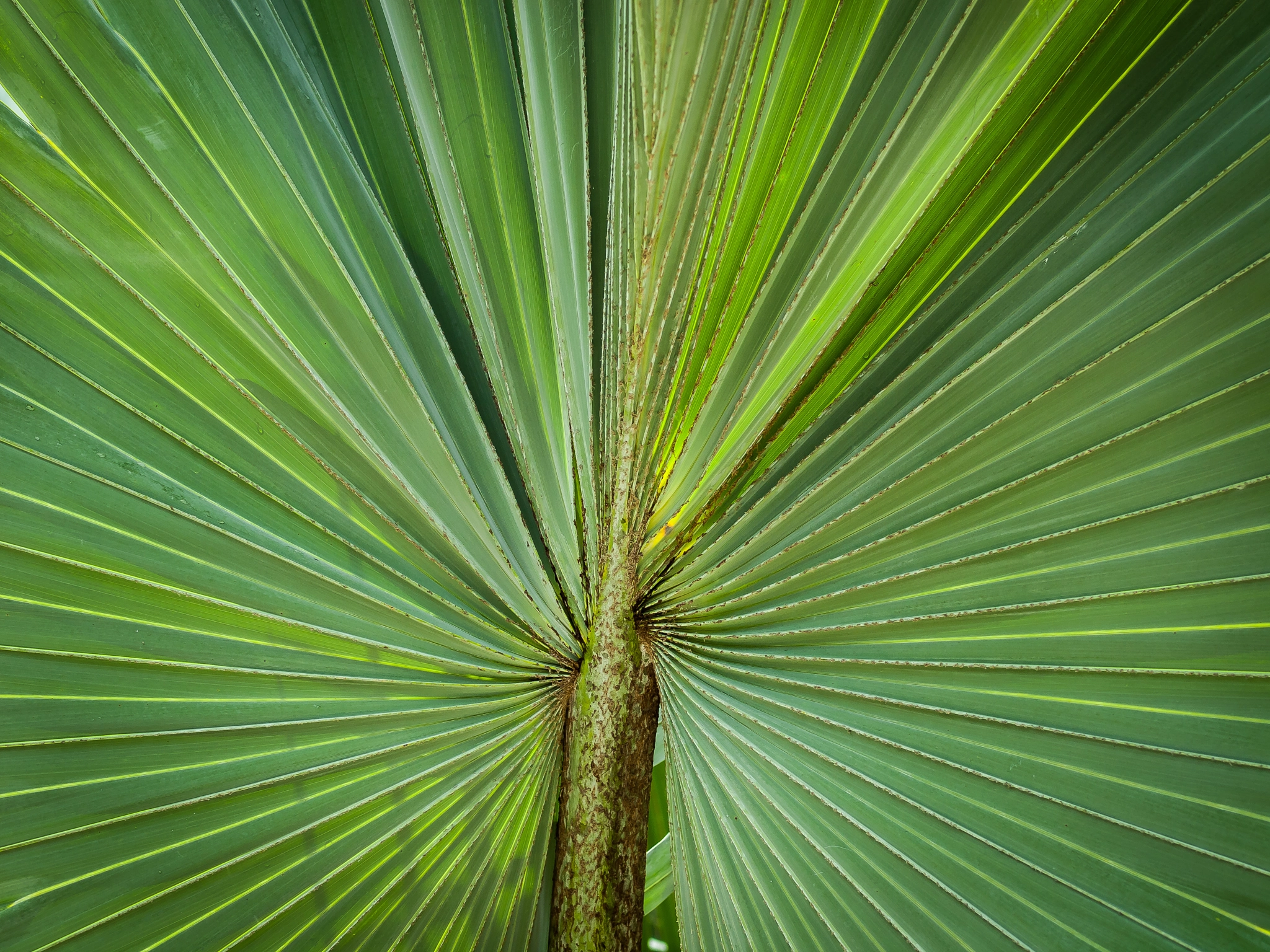 Olympus E-620 (EVOLT E-620) sample photo. Fan palm leaf photography